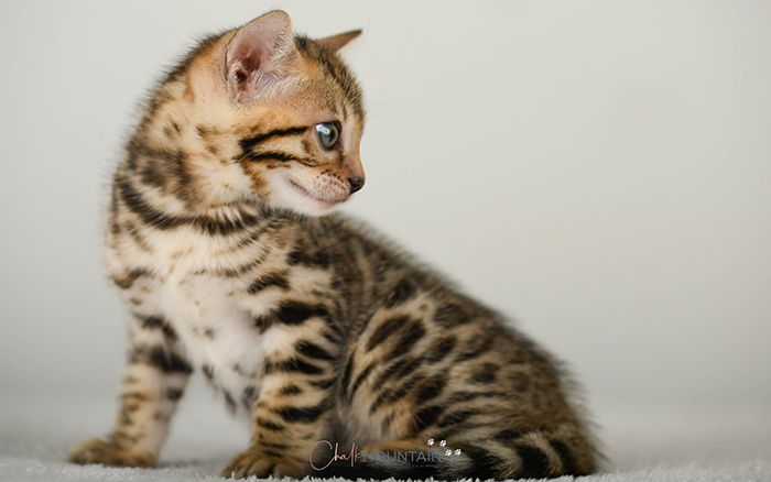 Bengal kitten for sale